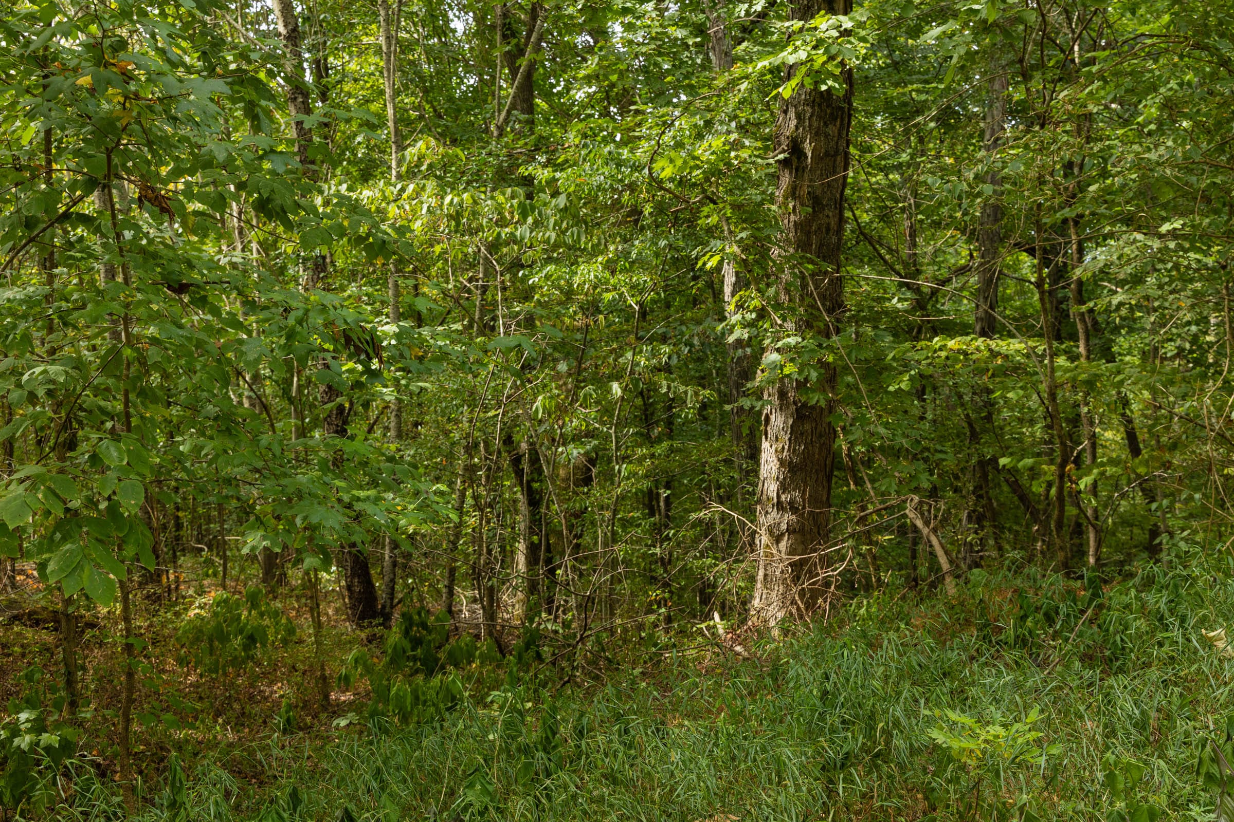 Big White Oak Tract 60 photo 8