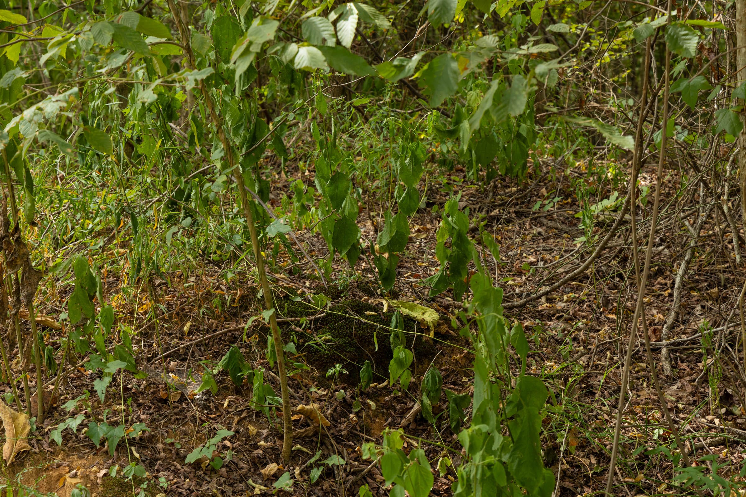 Big White Oak Tract 60 photo 7