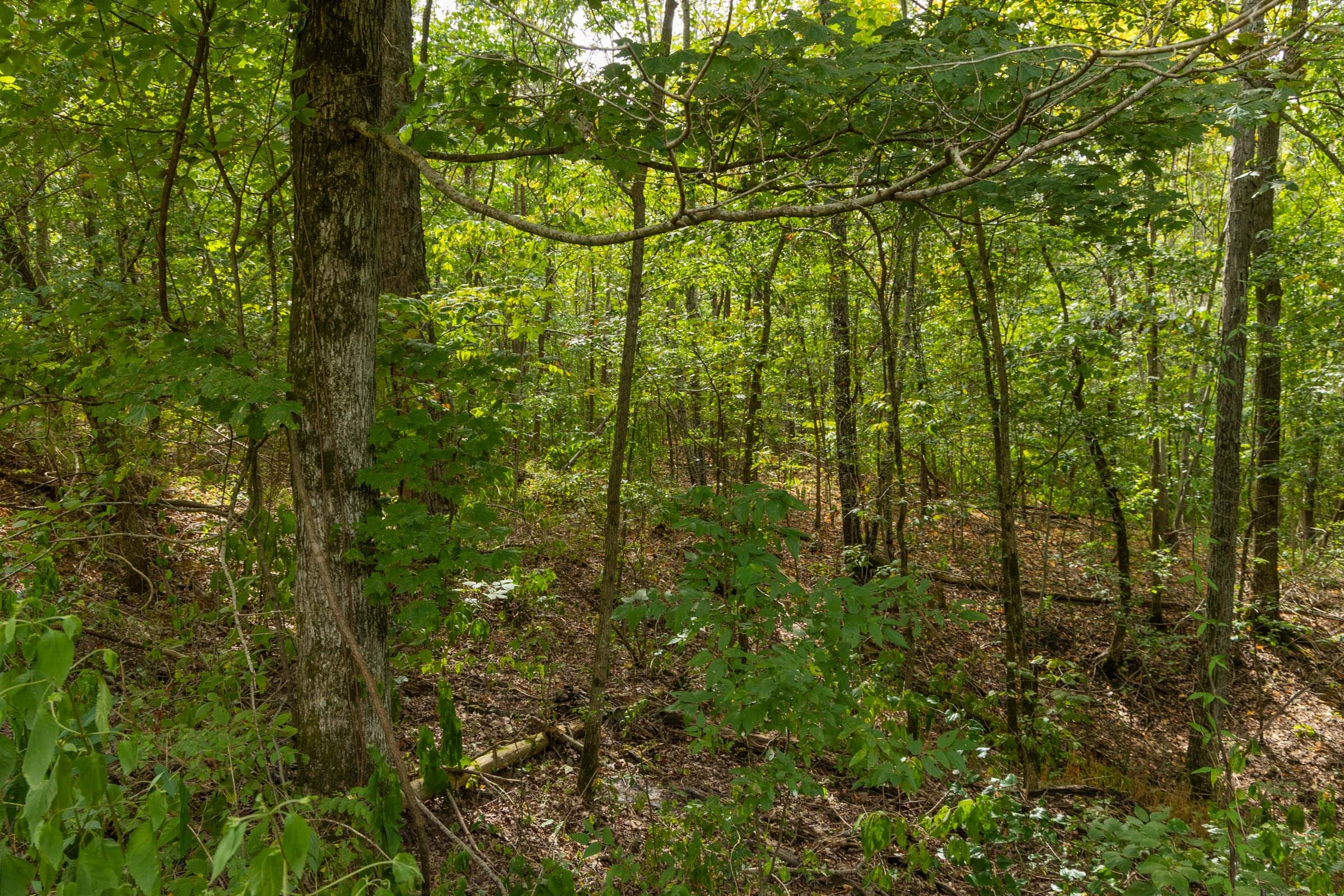 Big White Oak Tract 60 photo 6