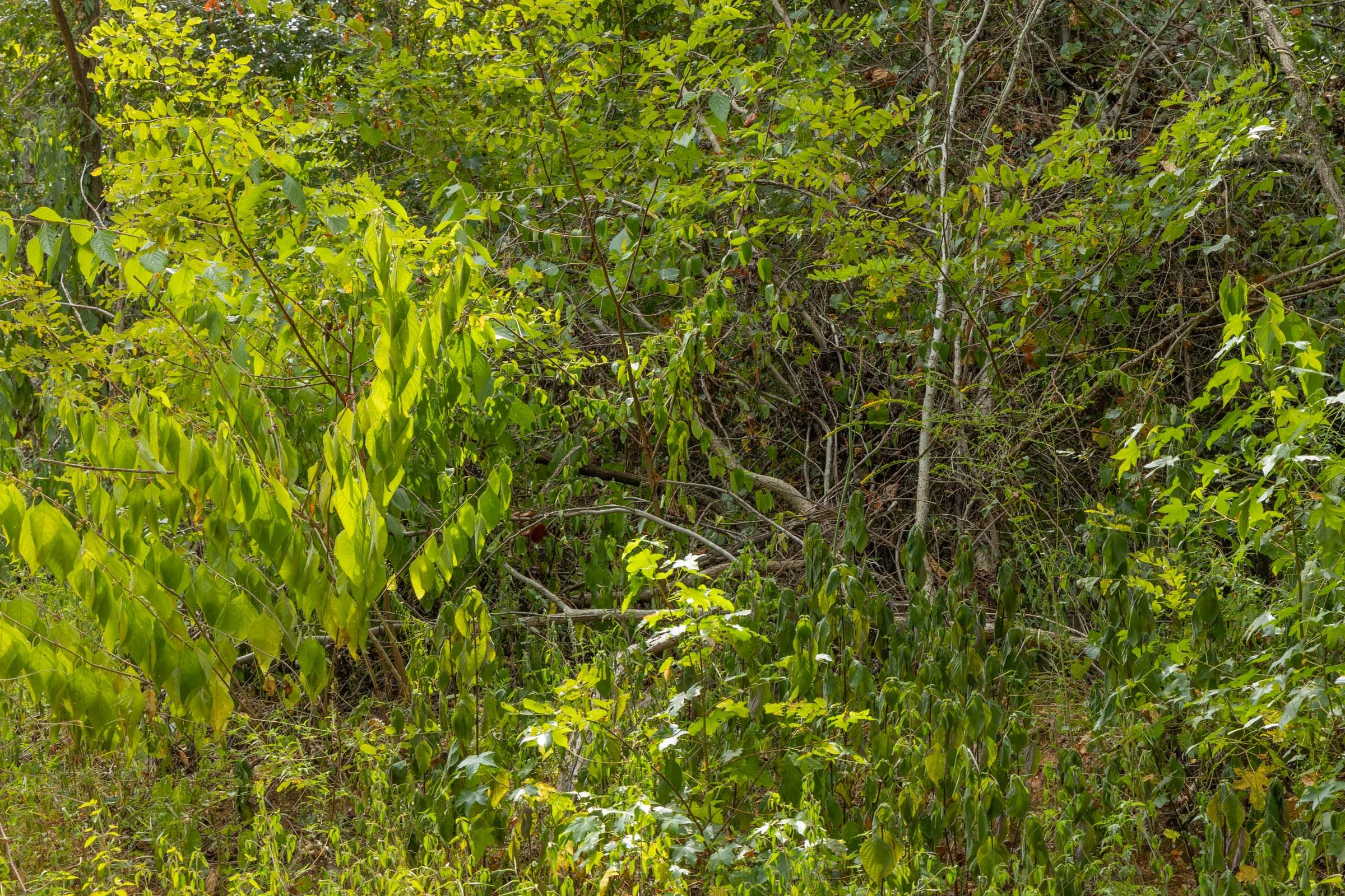 Big White Oak Tract 60 photo 4