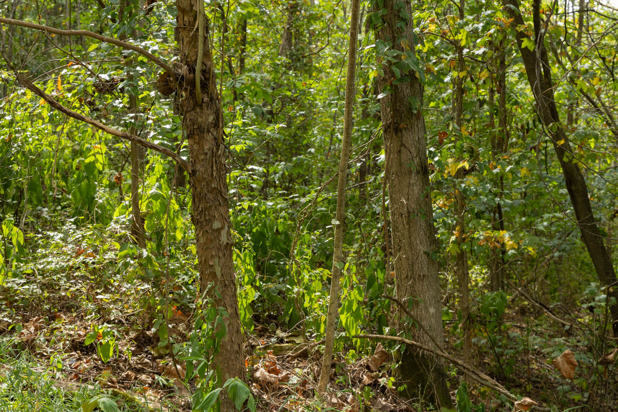 Big White Oak Tract 60 photo 3