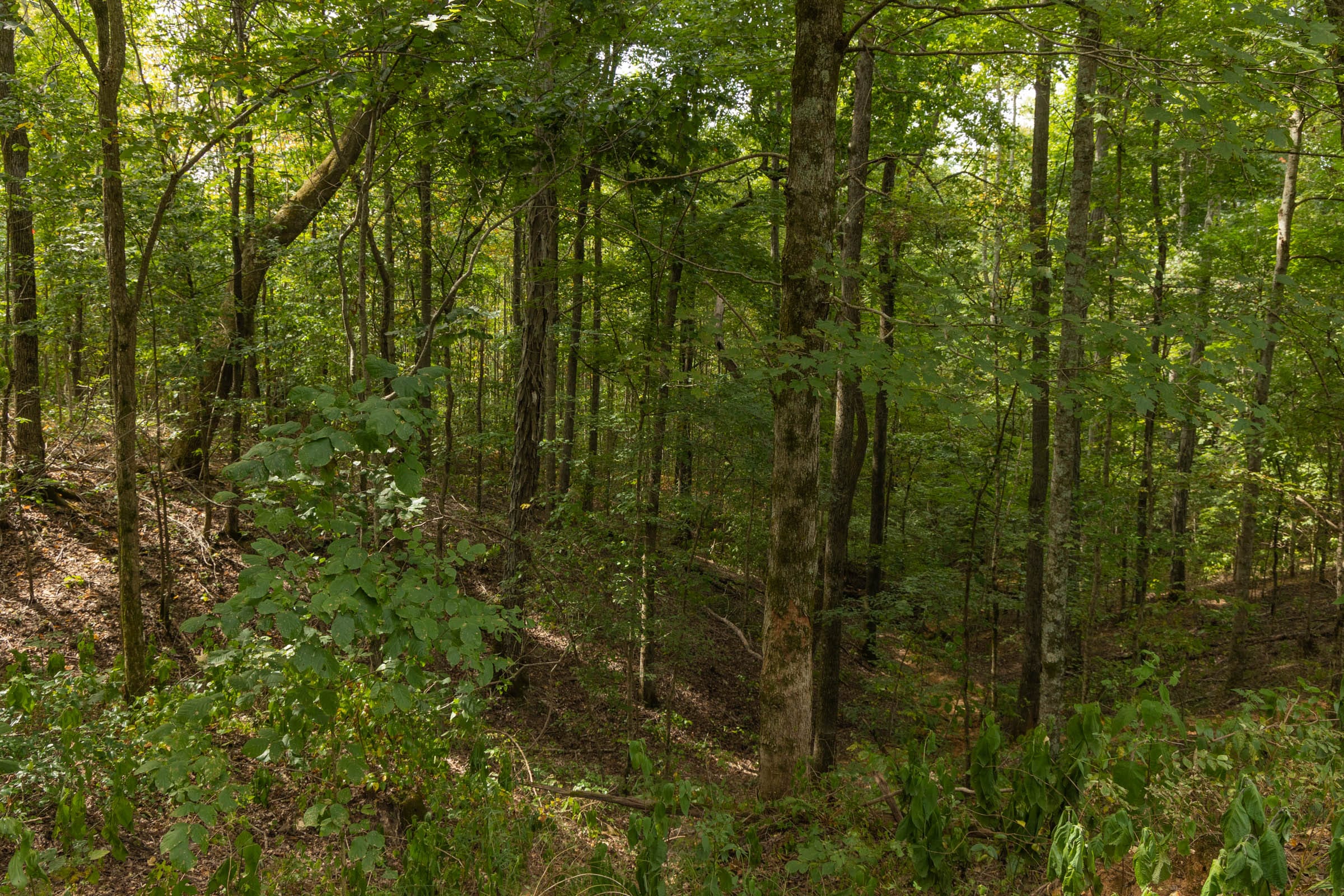 Big White Oak Tract 60 photo 2