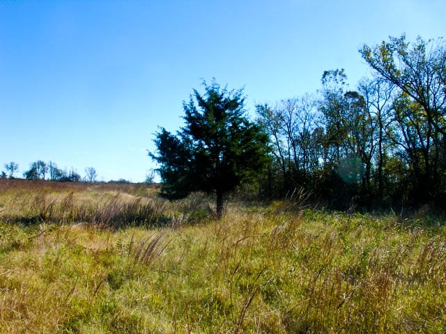 Saddlebrook Ranch Tract 31 photo 1