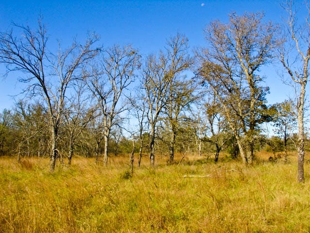 Saddlebrook Ranch Tract 31 photo 3