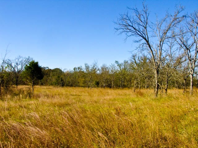 Saddlebrook Ranch Tract 31 photo 4