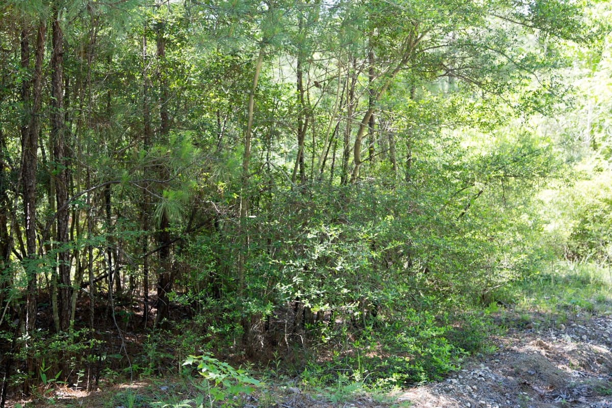 Rayburn Country Tract 301 photo 1