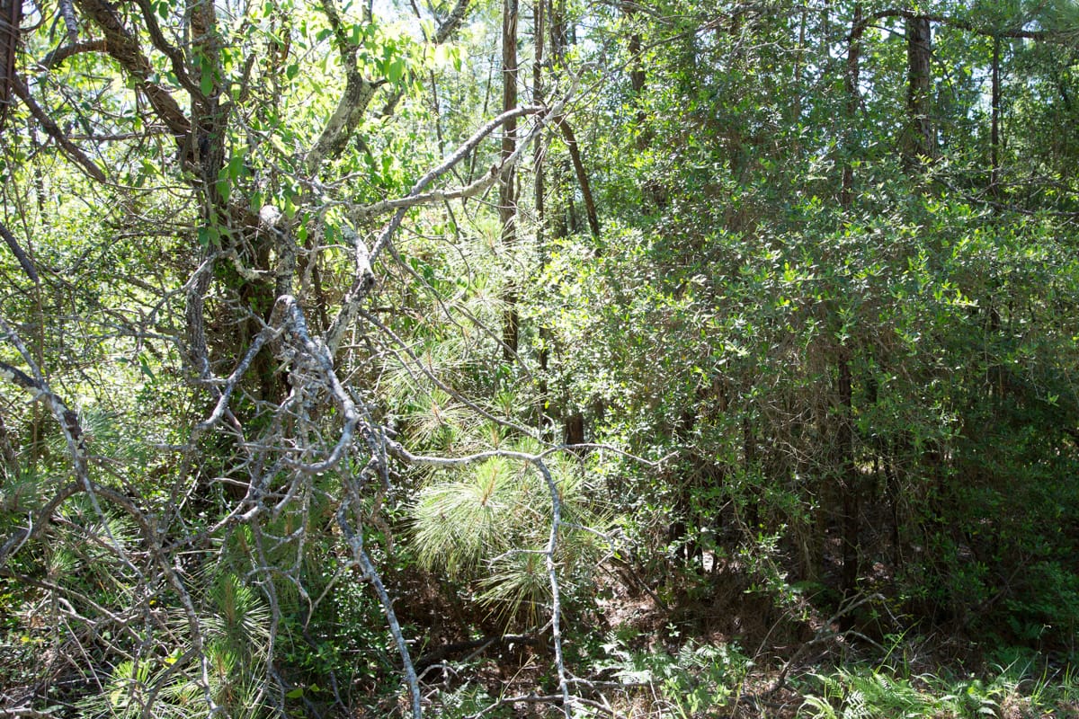 Rayburn Country Tract 301 photo 3