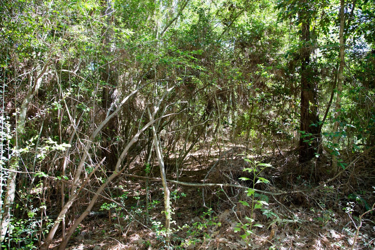 Rayburn Country Tract 301 photo 8