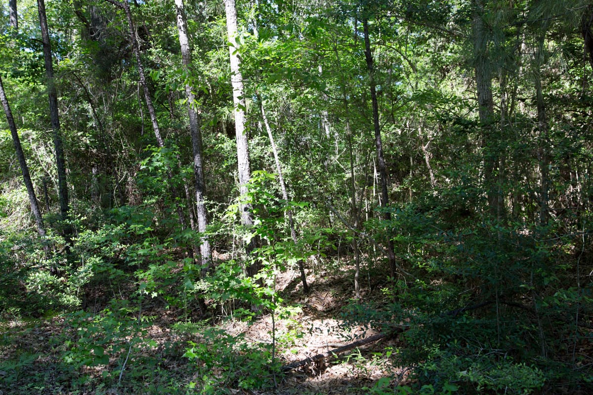 Rayburn Country Tract 301 photo 9