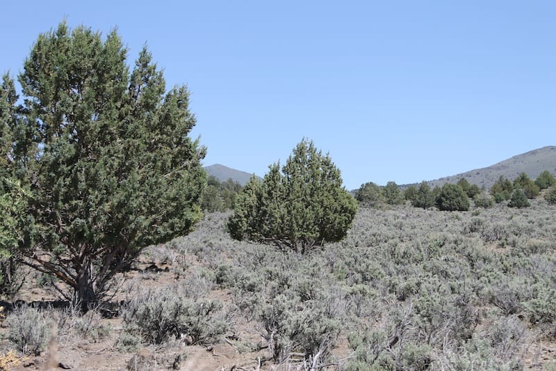 Ravendale Ranch Tract 4 photo 8