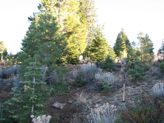 California Pines Tract 12 photo 1