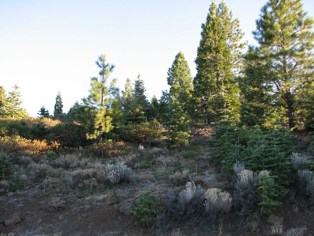 California Pines Tract 12 photo 2
