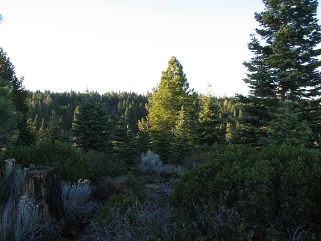 California Pines Tract 12 photo 7
