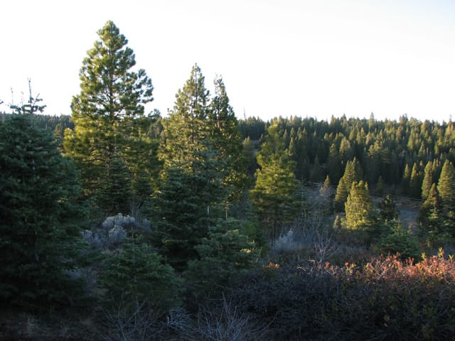 California Pines Tract 12 photo 8