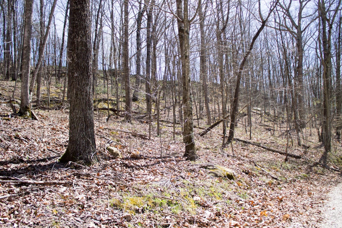 Chestnut Oak Ridge Tract 28 photo 4