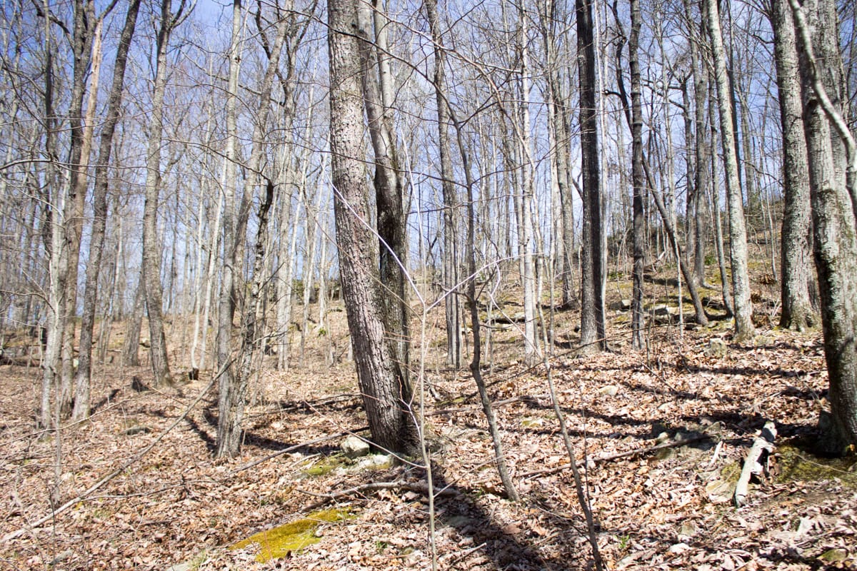 Chestnut Oak Ridge Tract 28 photo 5