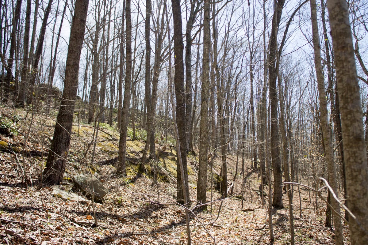 Chestnut Oak Ridge Tract 28 photo 7