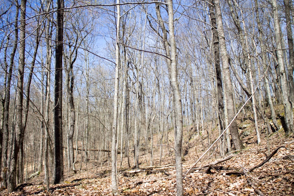 Chestnut Oak Ridge Tract 28 photo 8