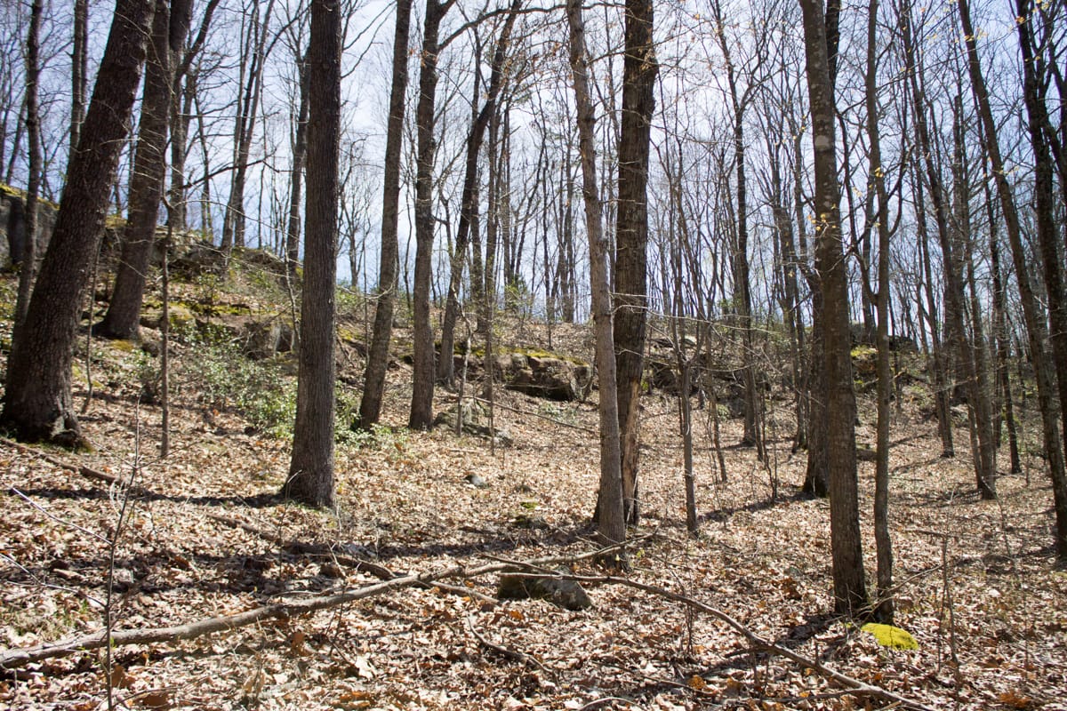 Chestnut Oak Ridge Tract 28 photo 9
