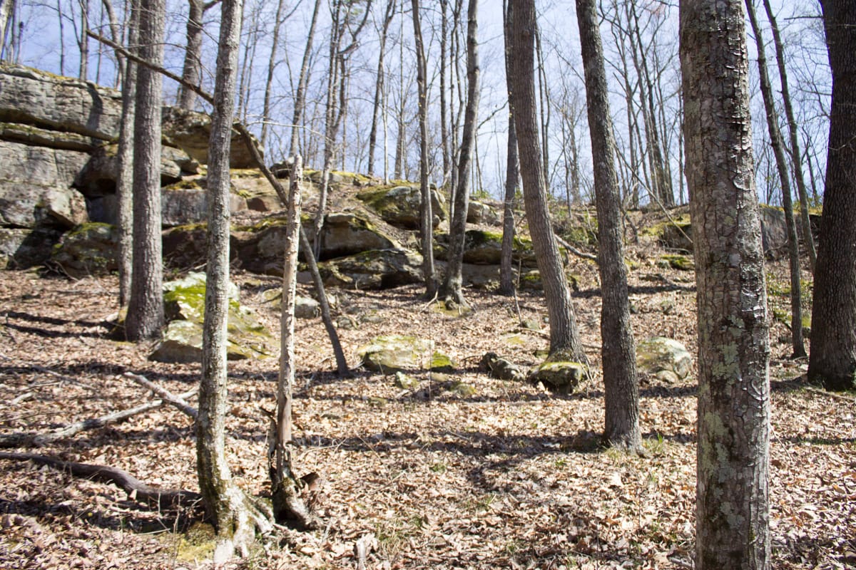 Chestnut Oak Ridge Tract 28 photo 12