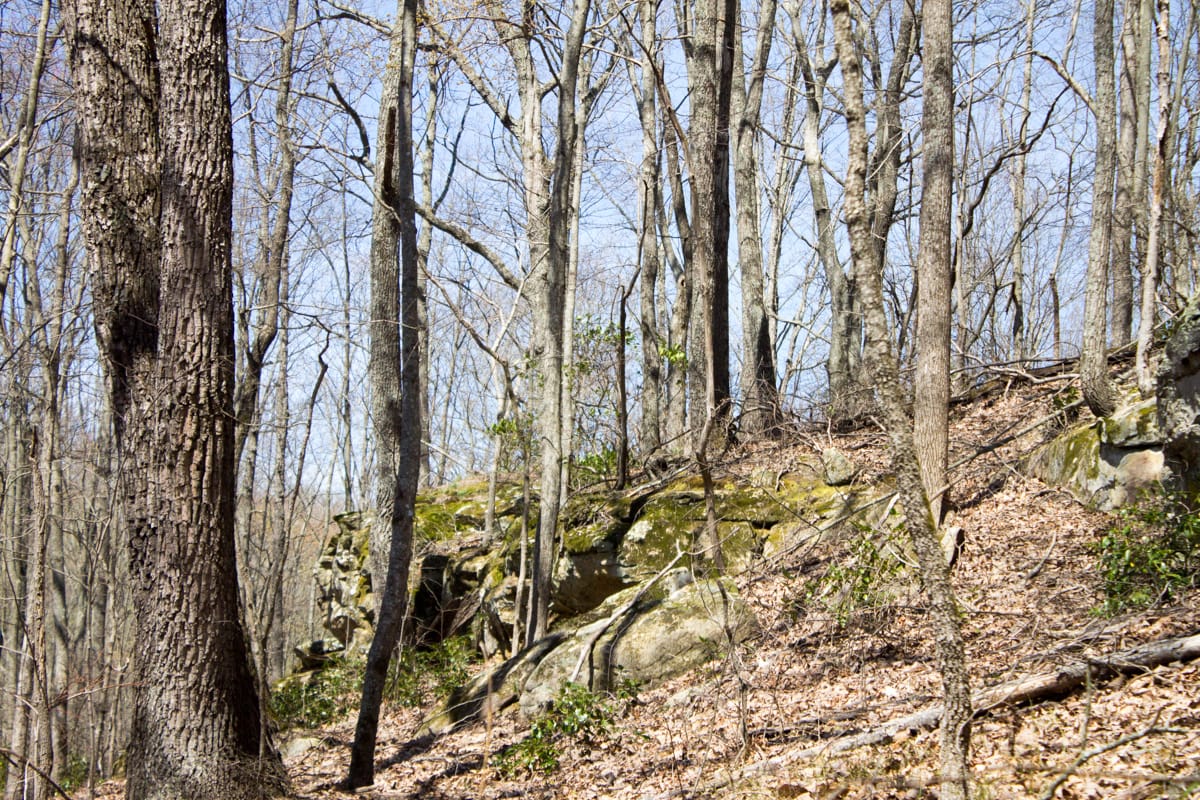 Chestnut Oak Ridge Tract 28 photo 17