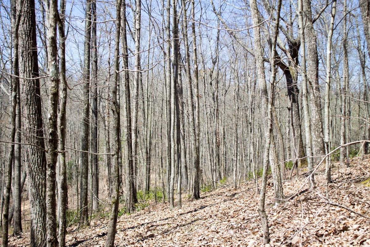Chestnut Oak Ridge Tract 28 photo 18