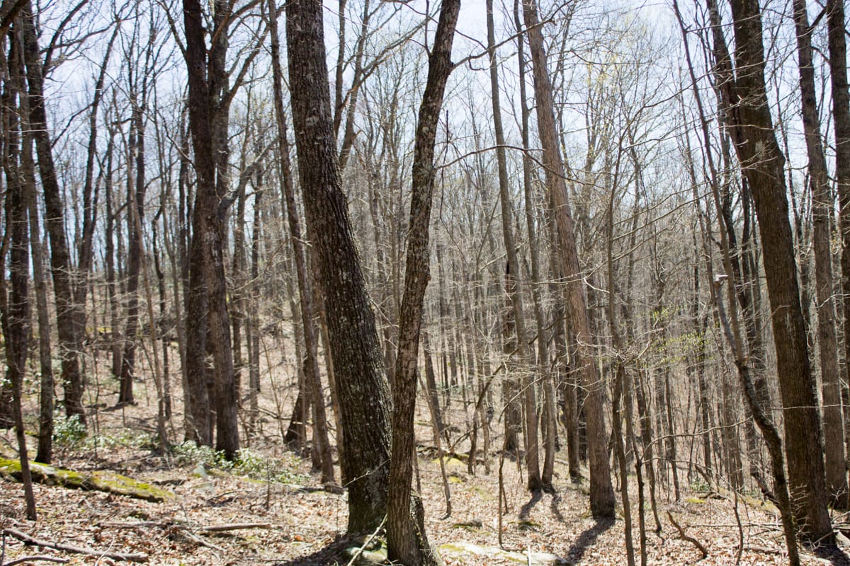 Chestnut Oak Ridge Tract 28 photo 19