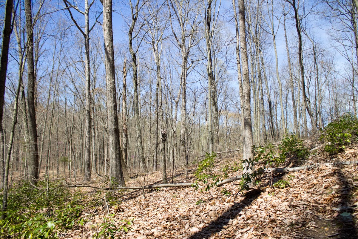 Chestnut Oak Ridge Tract 28 photo 20