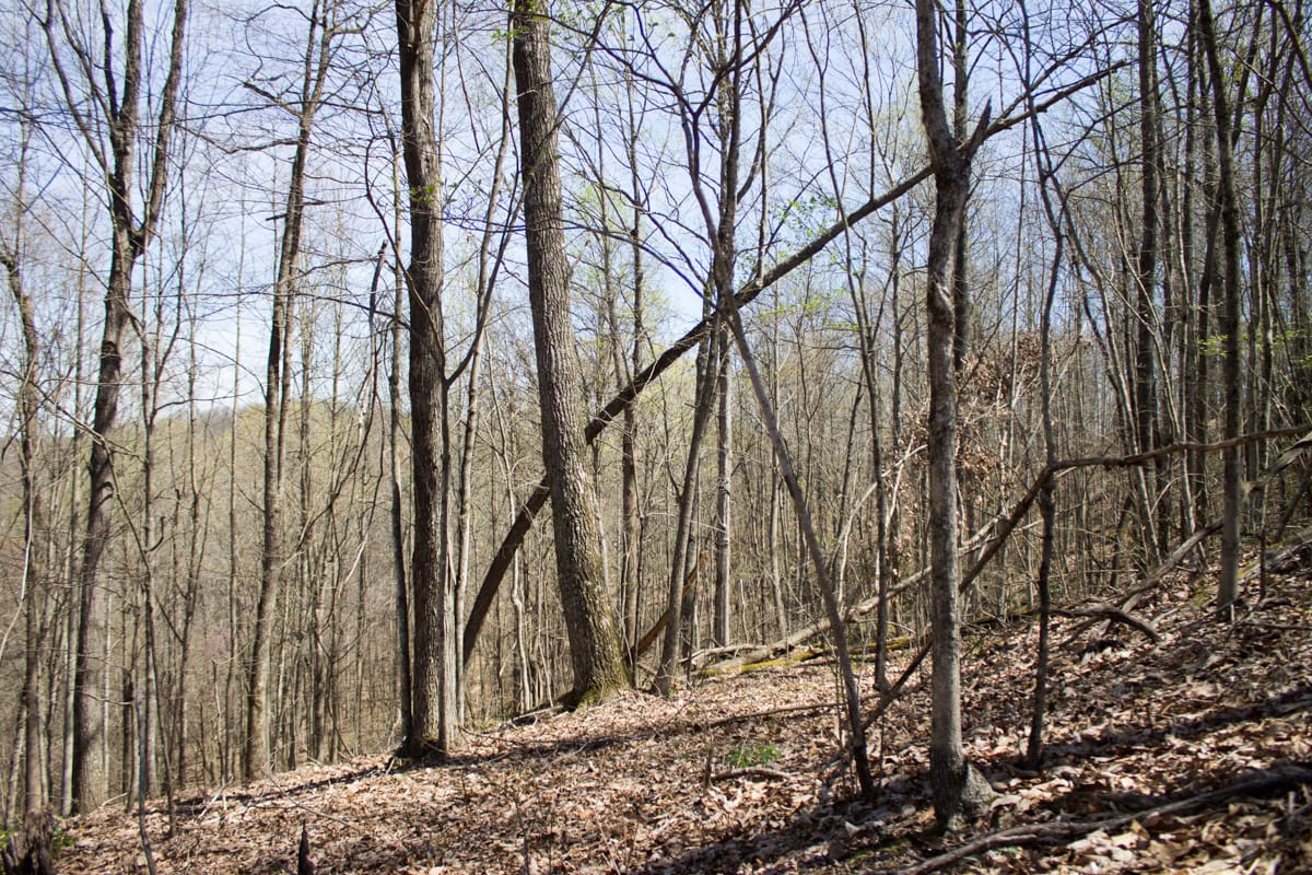 Chestnut Oak Ridge Tract 28 photo 22