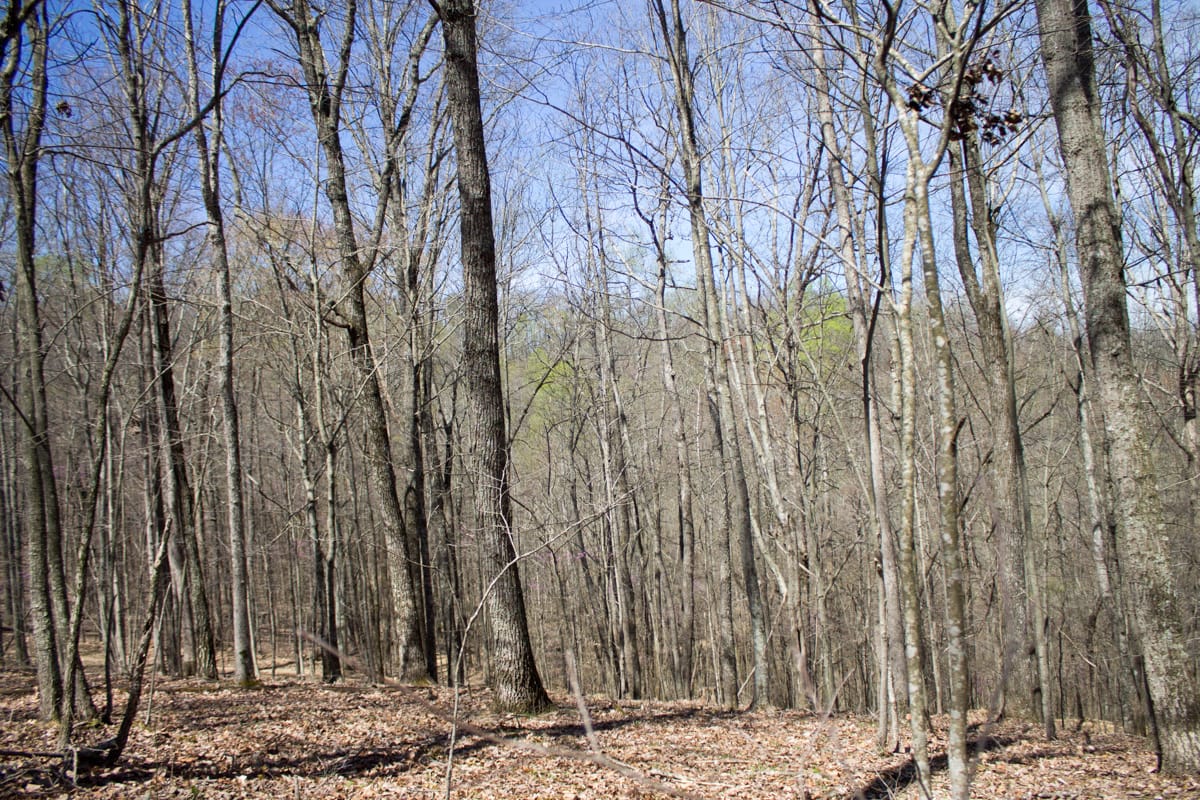 Chestnut Oak Ridge Tract 28 photo 23