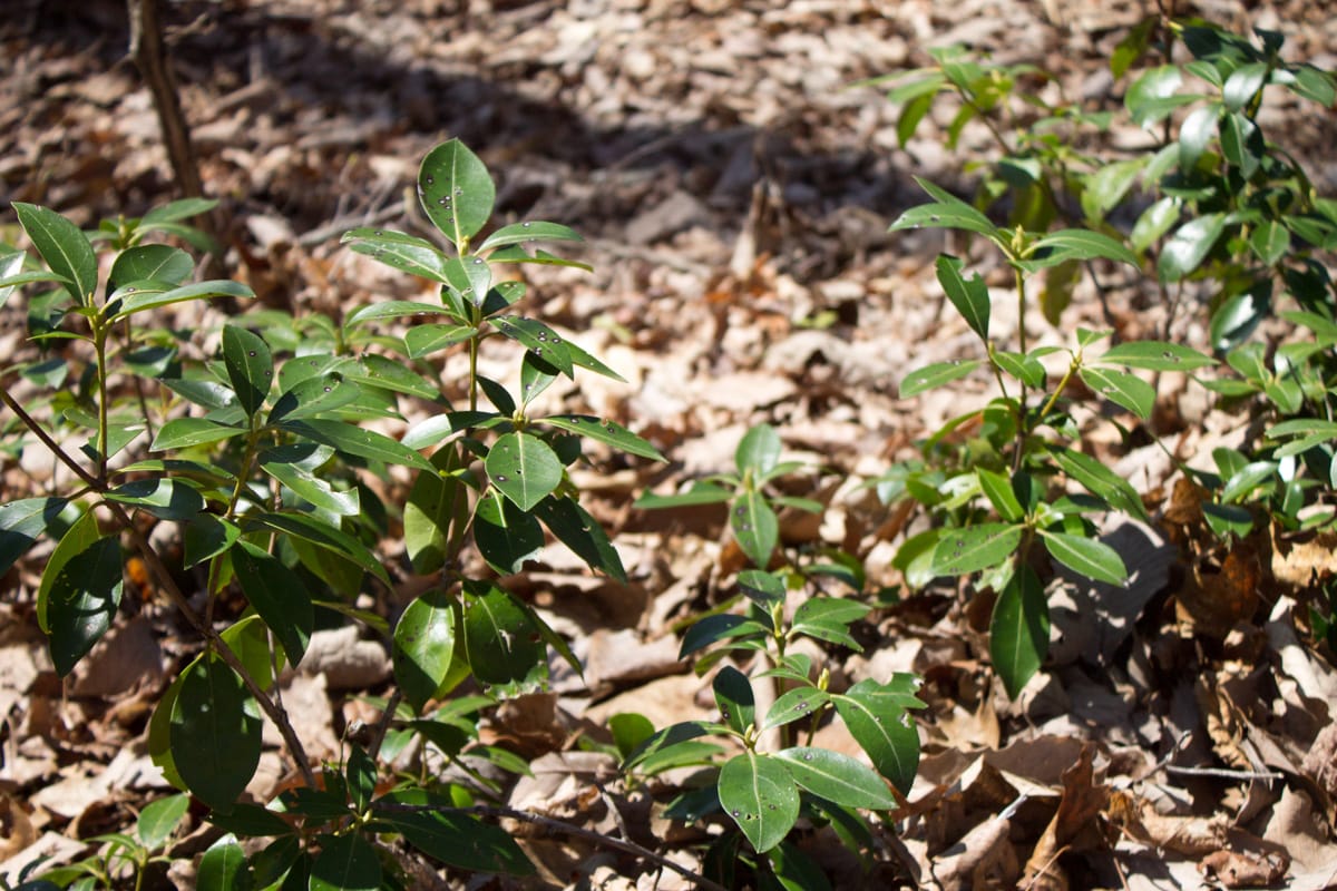 Chestnut Oak Ridge Tract 28 photo 24