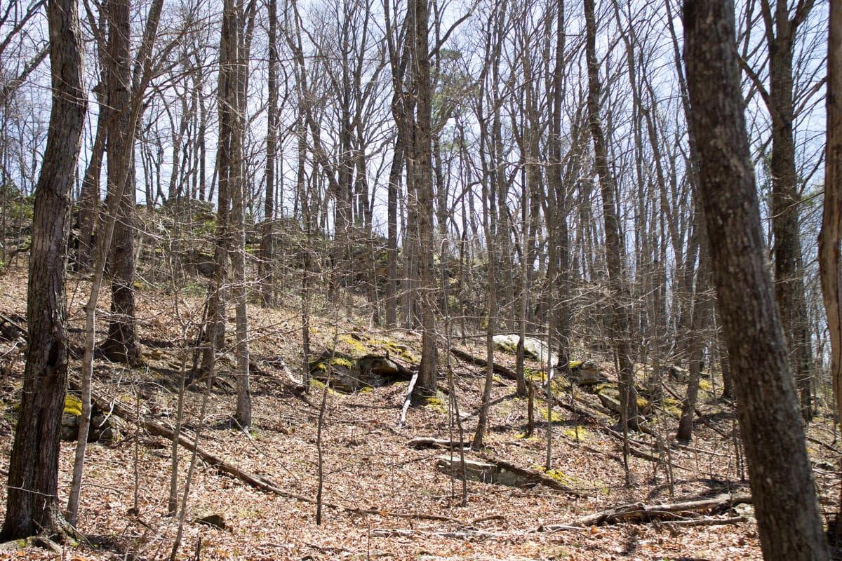 Chestnut Oak Ridge Tract 28 photo 25