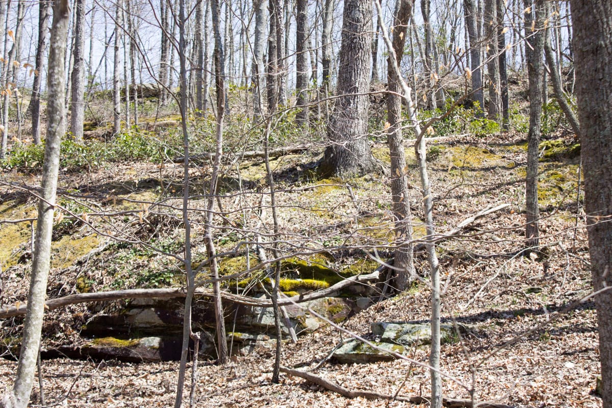 Chestnut Oak Ridge Tract 28 photo 26