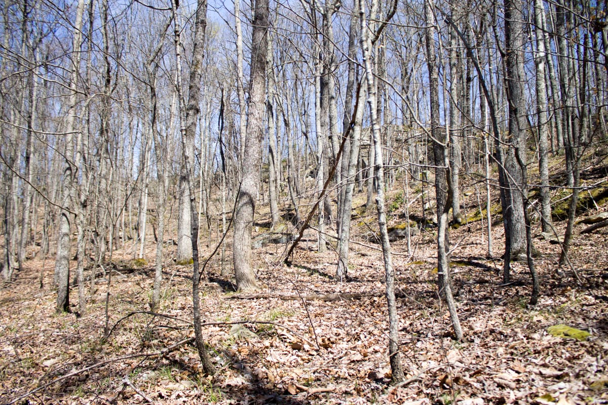 Chestnut Oak Ridge Tract 28 photo 27