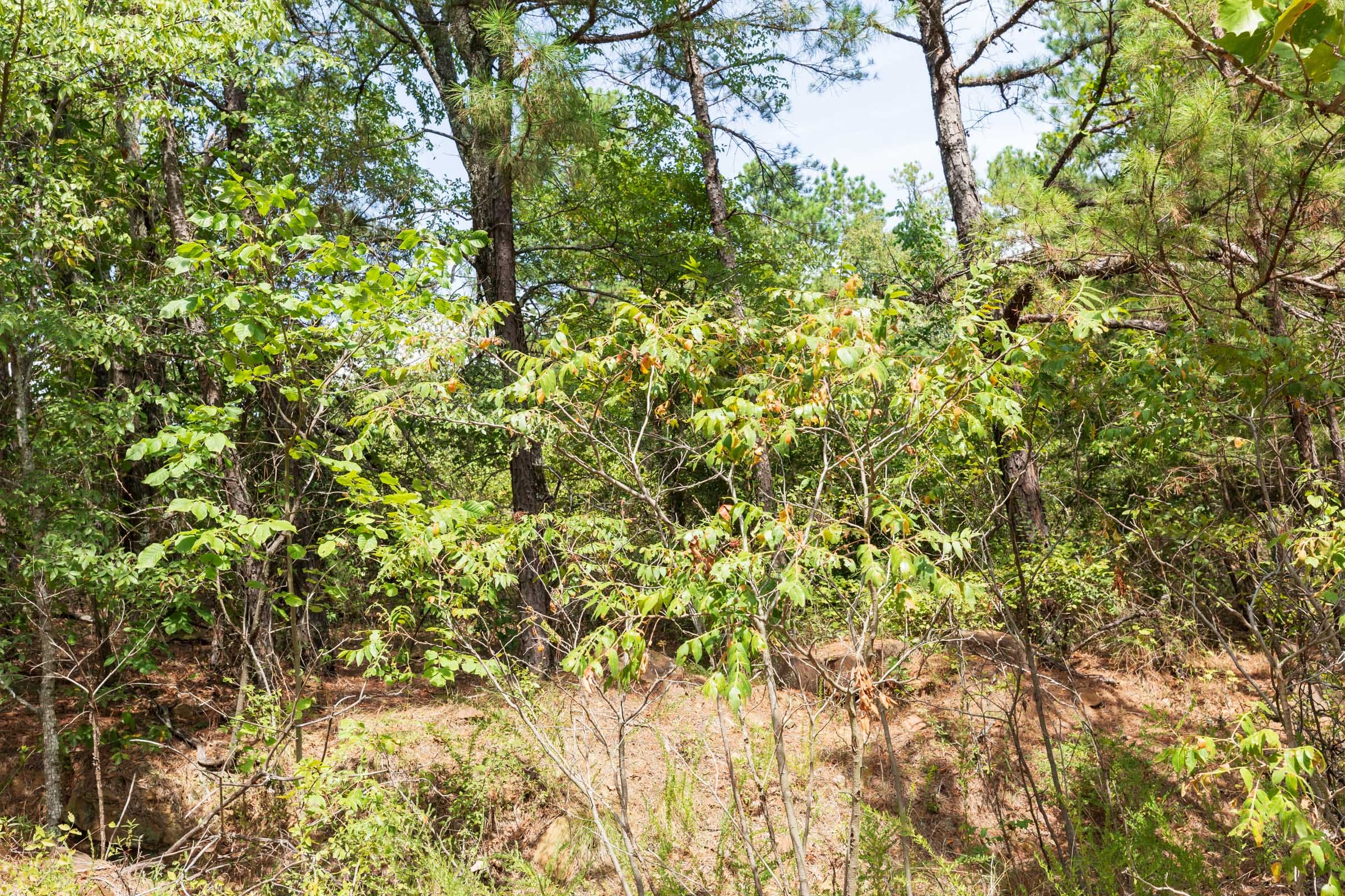 Stone Bridge Phase V Tract 380 photo 14