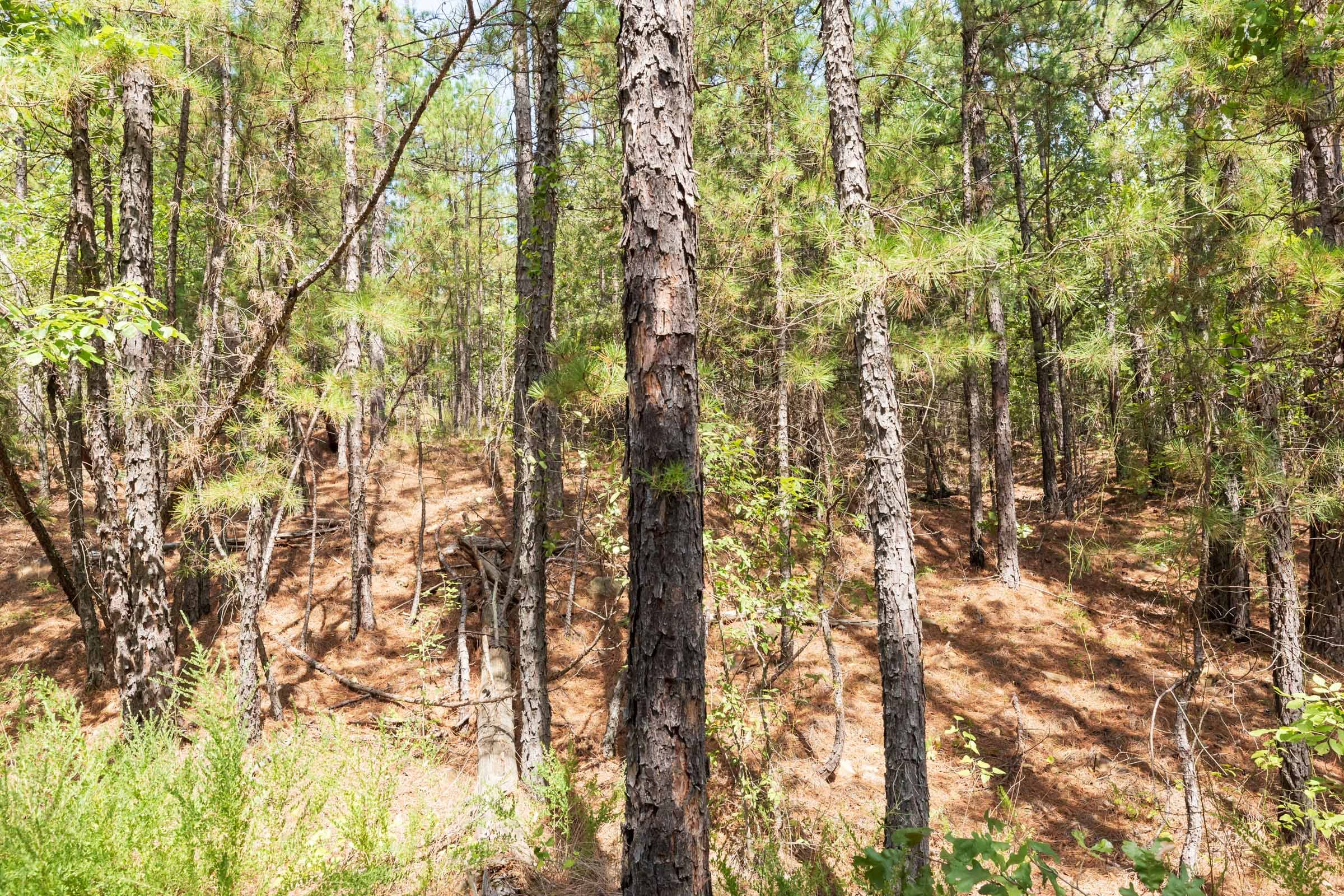 Stone Bridge Phase V Tract 380 photo 18