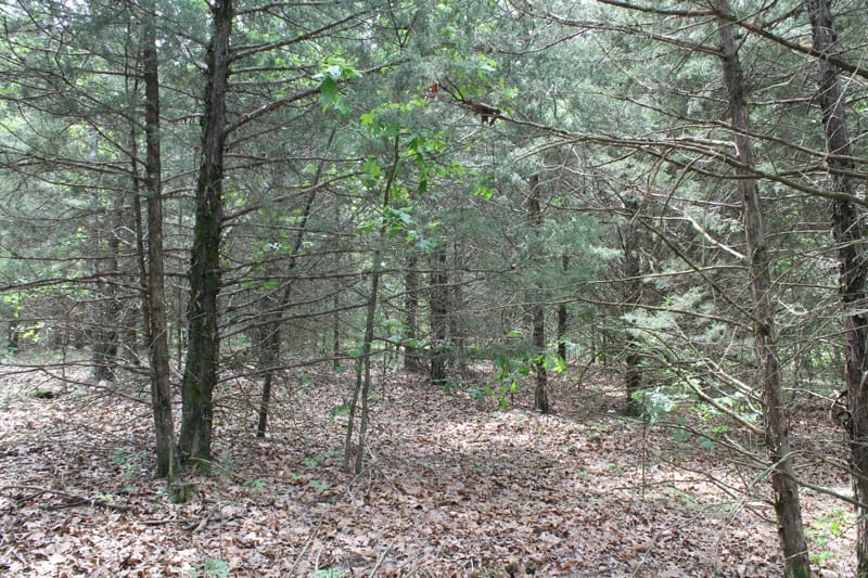 Cedar Ridge Ranch Tract 15 photo 2