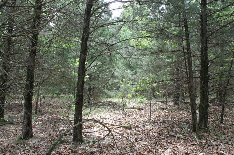 Cedar Ridge Ranch Tract 15 photo 3