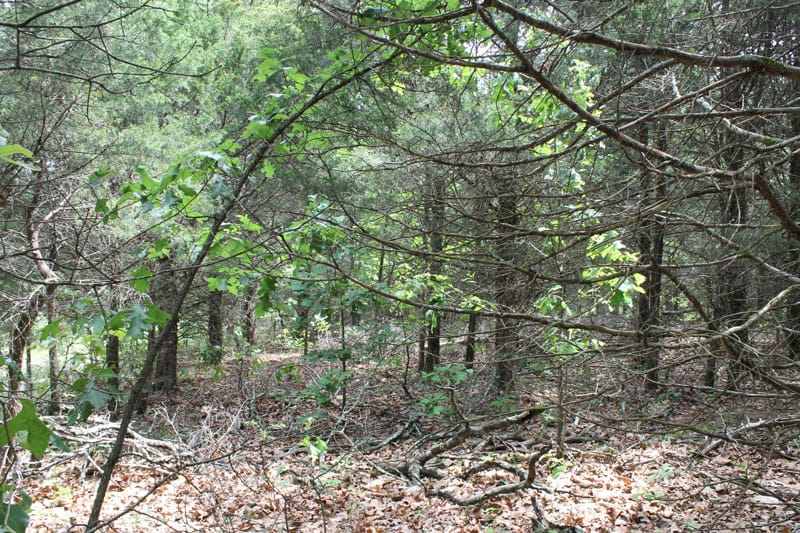 Cedar Ridge Ranch Tract 15 photo 4