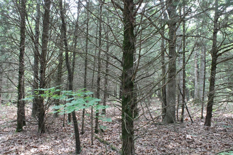 Cedar Ridge Ranch Tract 15 photo 5