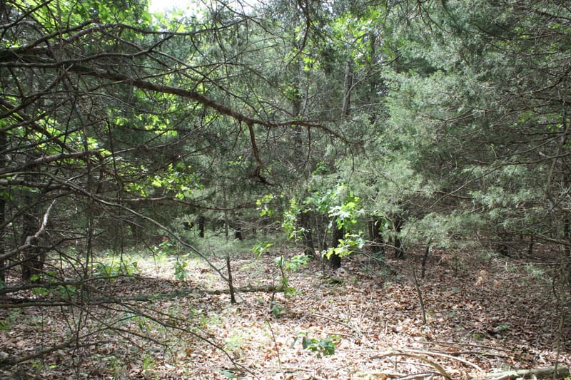 Cedar Ridge Ranch Tract 15 photo 6