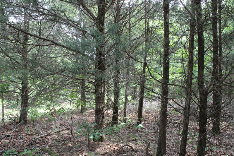 Cedar Ridge Ranch Tract 15 photo 7
