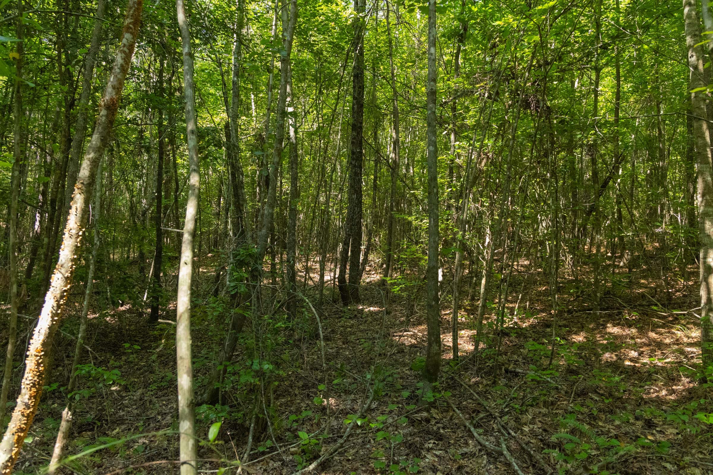 Olive Hill Tract 11 photo 13