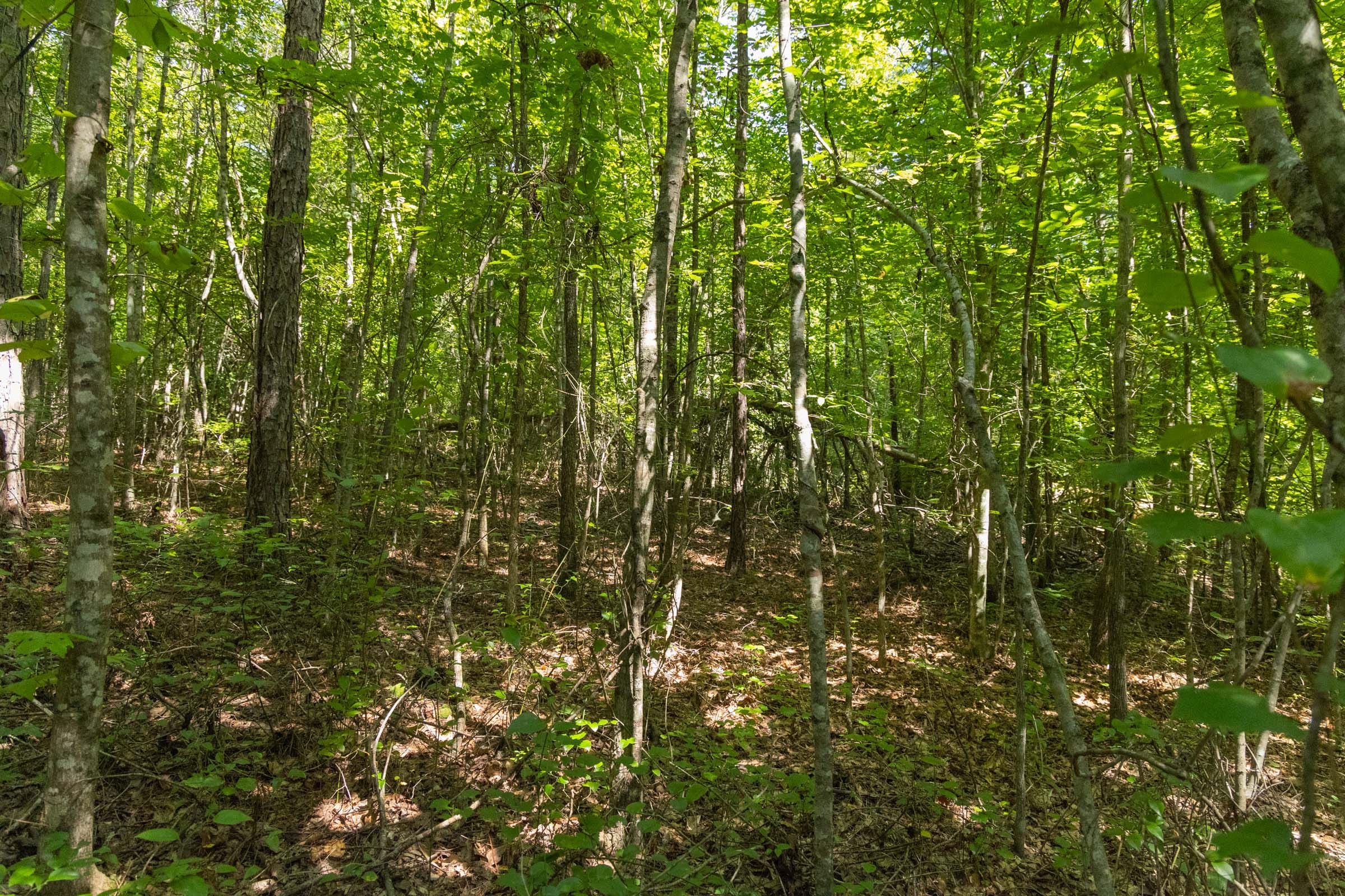 Olive Hill Tract 11 photo 12