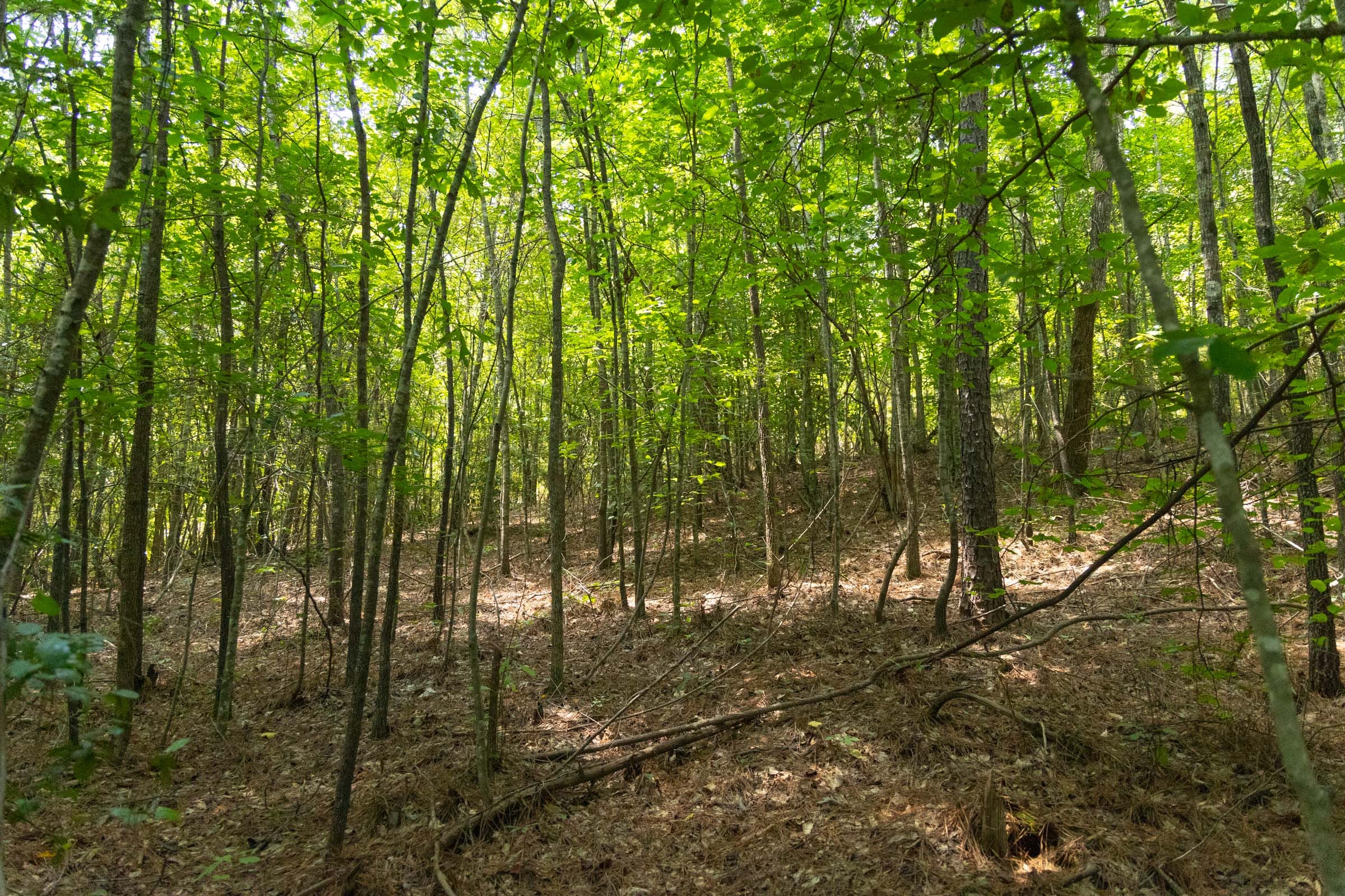 Olive Hill photo 9