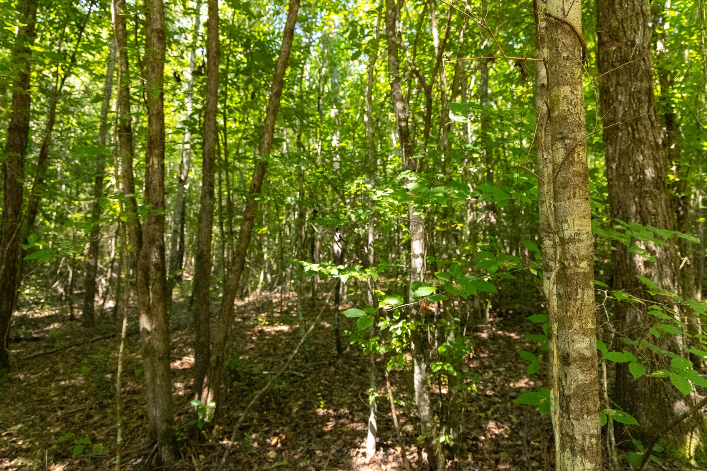 Olive Hill Tract 11 photo 10
