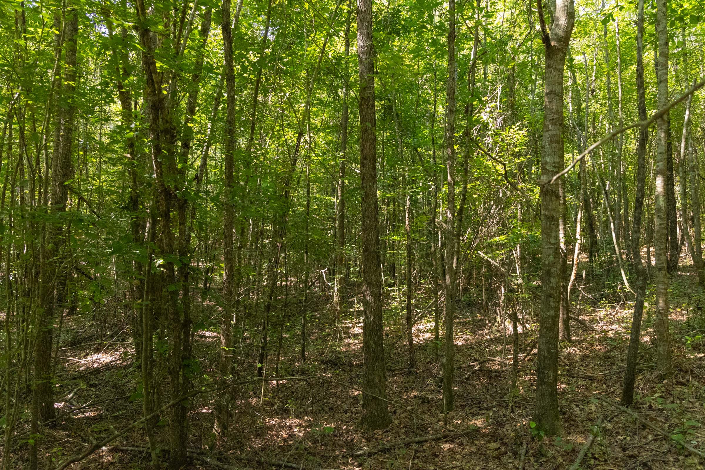 Olive Hill Tract 11 photo 9