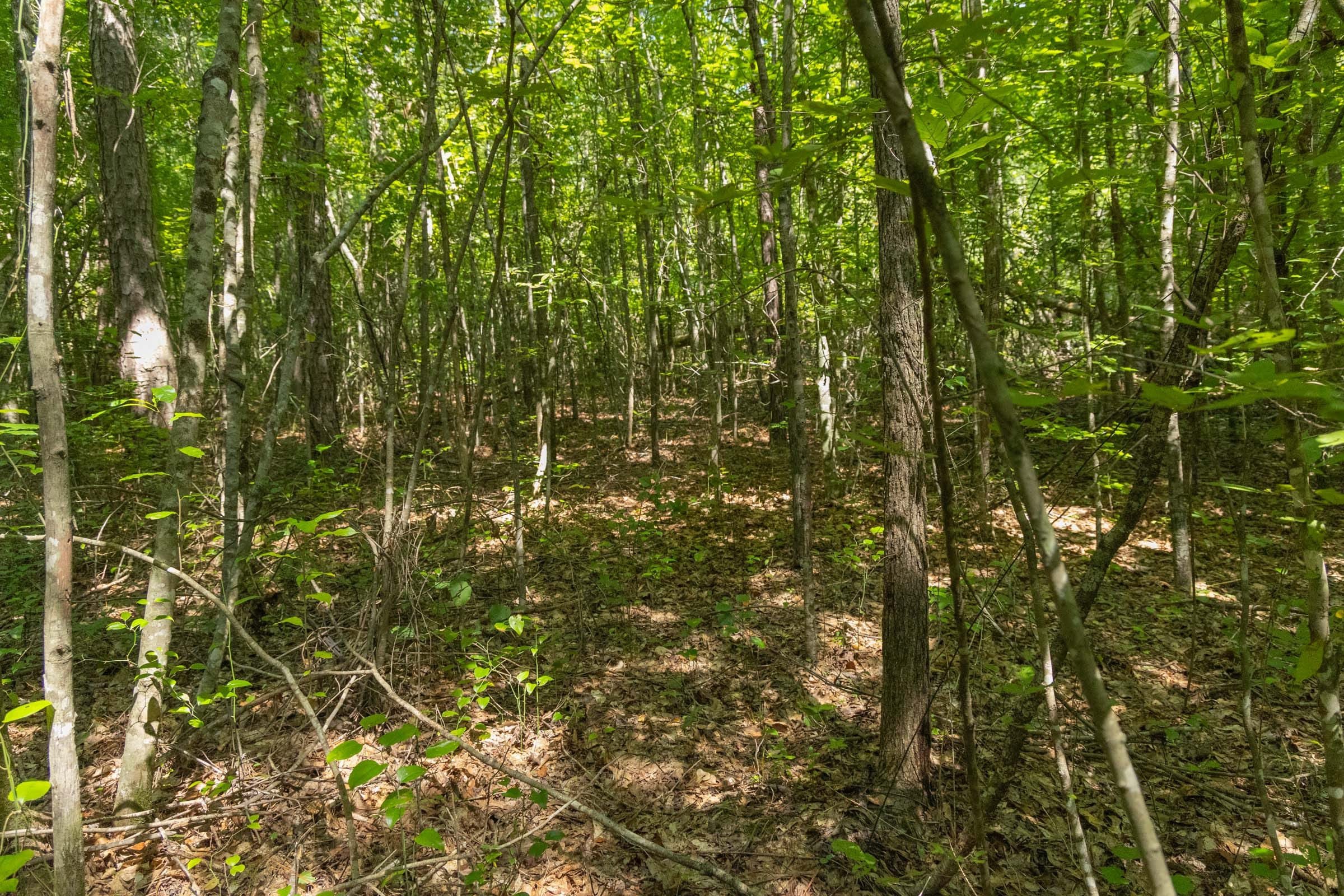 Olive Hill Tract 11 photo 7