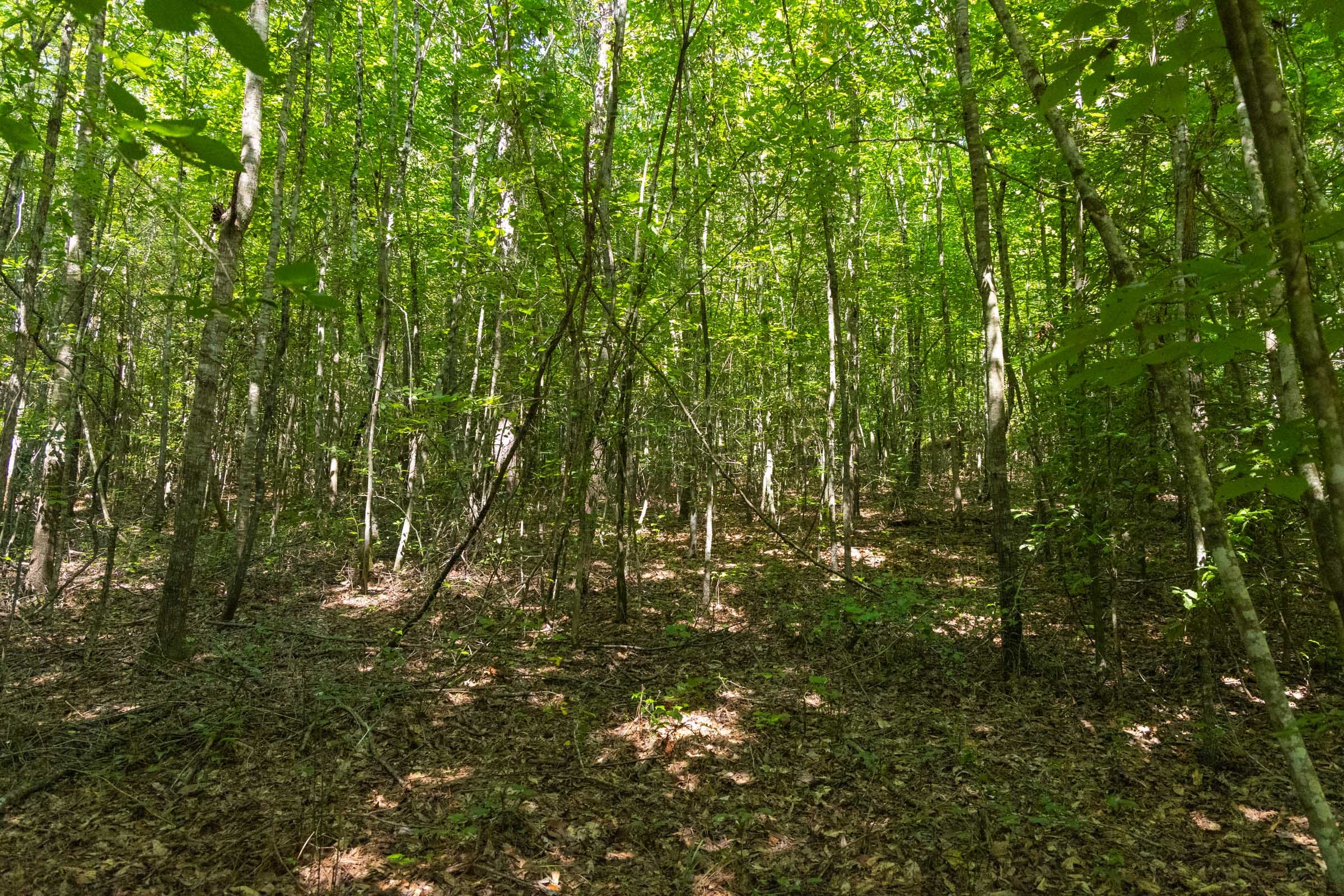 Olive Hill Tract 11 photo 5