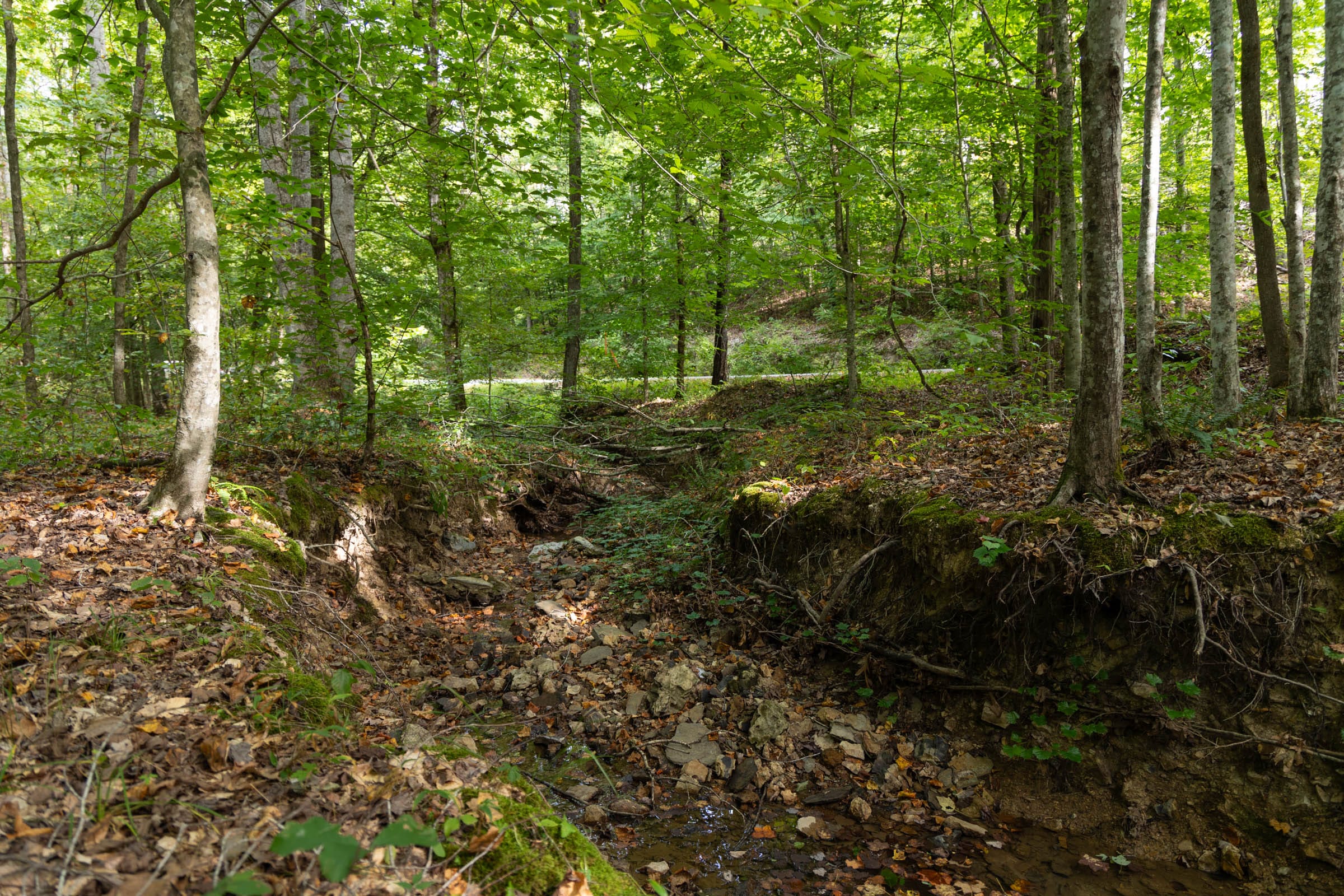 Big White Oak Tract 22 photo 4